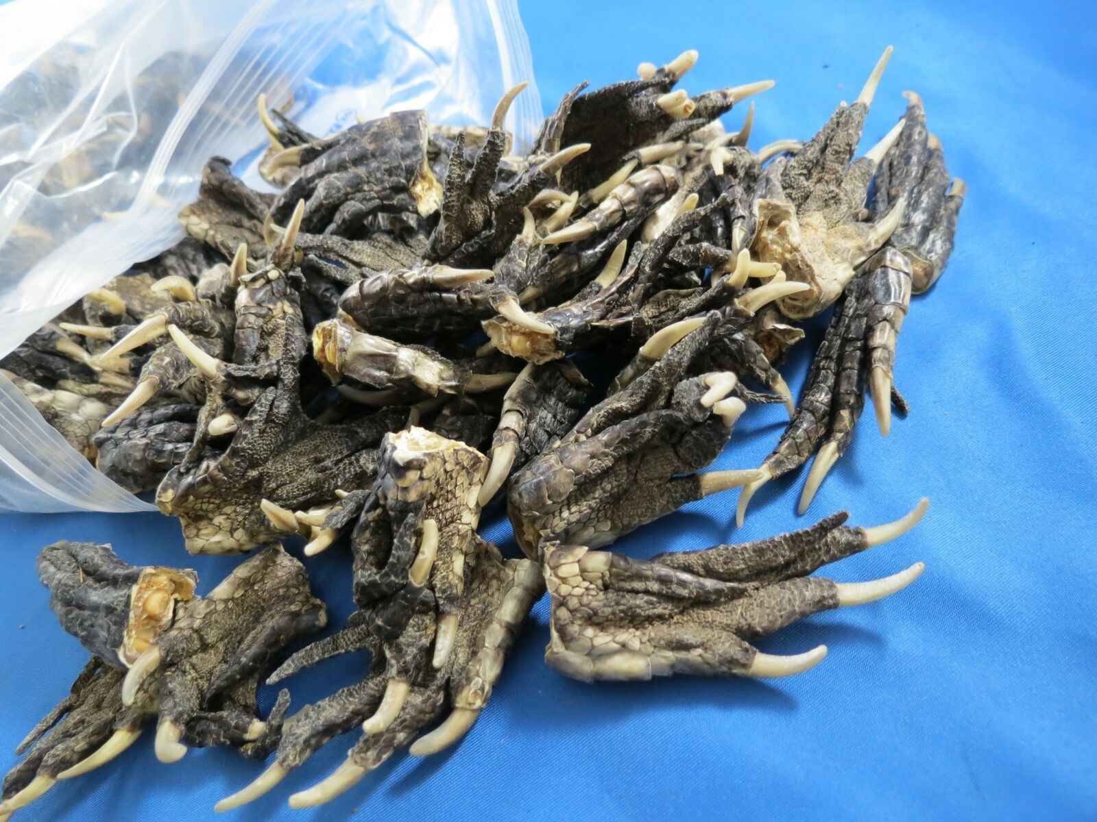 WHOLESALE LOT OF 100 Uncut SMALL FLORIDA GATOR ALLIGATOR FEET REAL CLAWS crafts