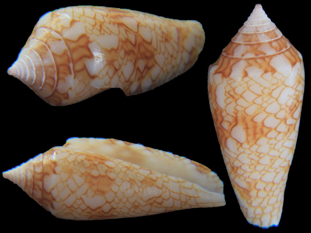 Seashell : Conus aureus paulucciae  20.4 mm  Dead  (from Thailand)