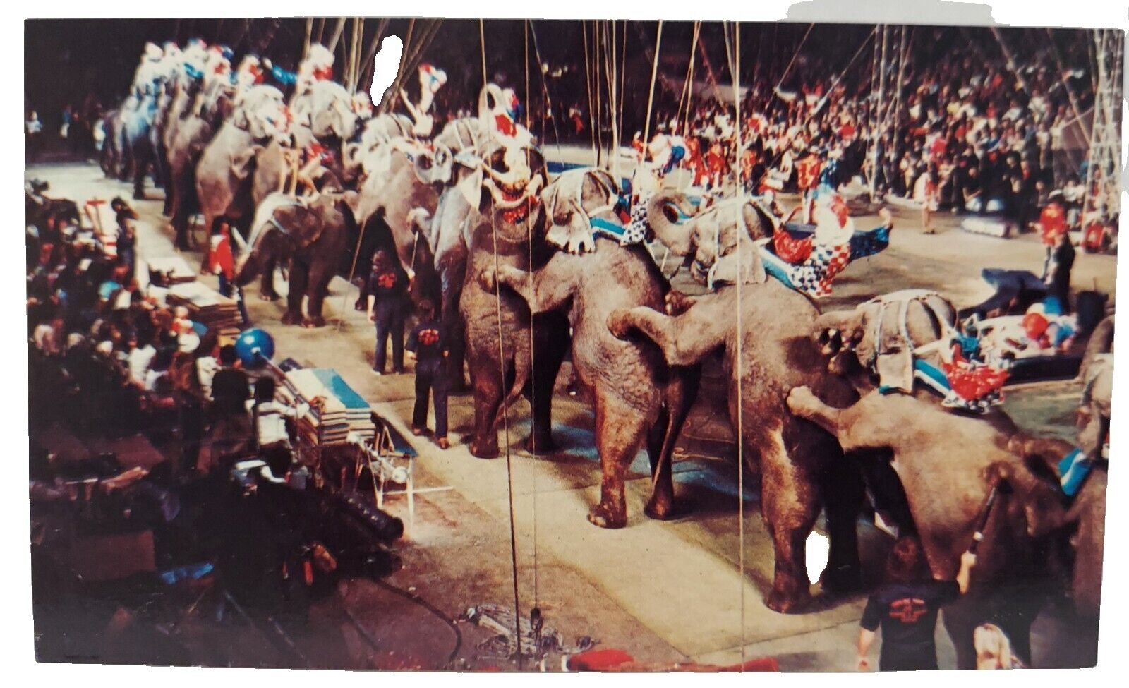 Vintage Postcard Ringling Brothers Pachyderm Long Mount Chrome (A231)