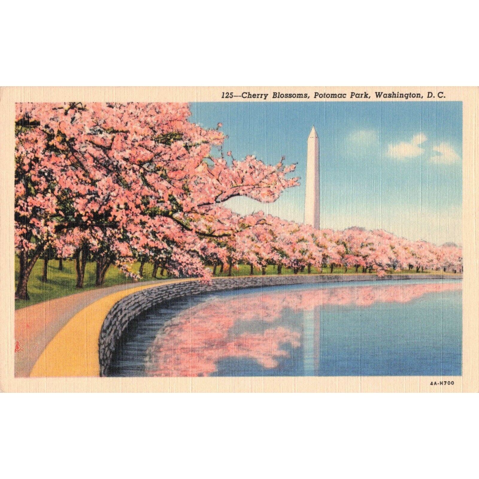 c.1939 Cherry Blossoms Potomac Park Washington D.C. Postcard / 2R4-668