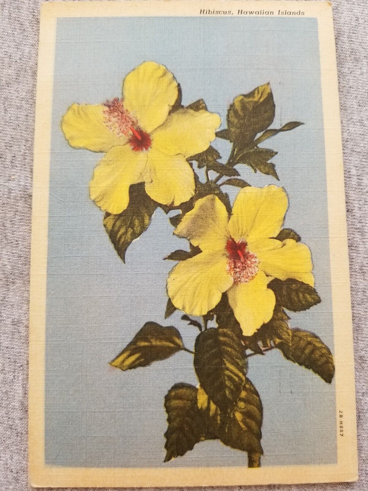 Hawaiian Islands Yellow Hibiscus Flowers Vtg Postcard Posted 1946
