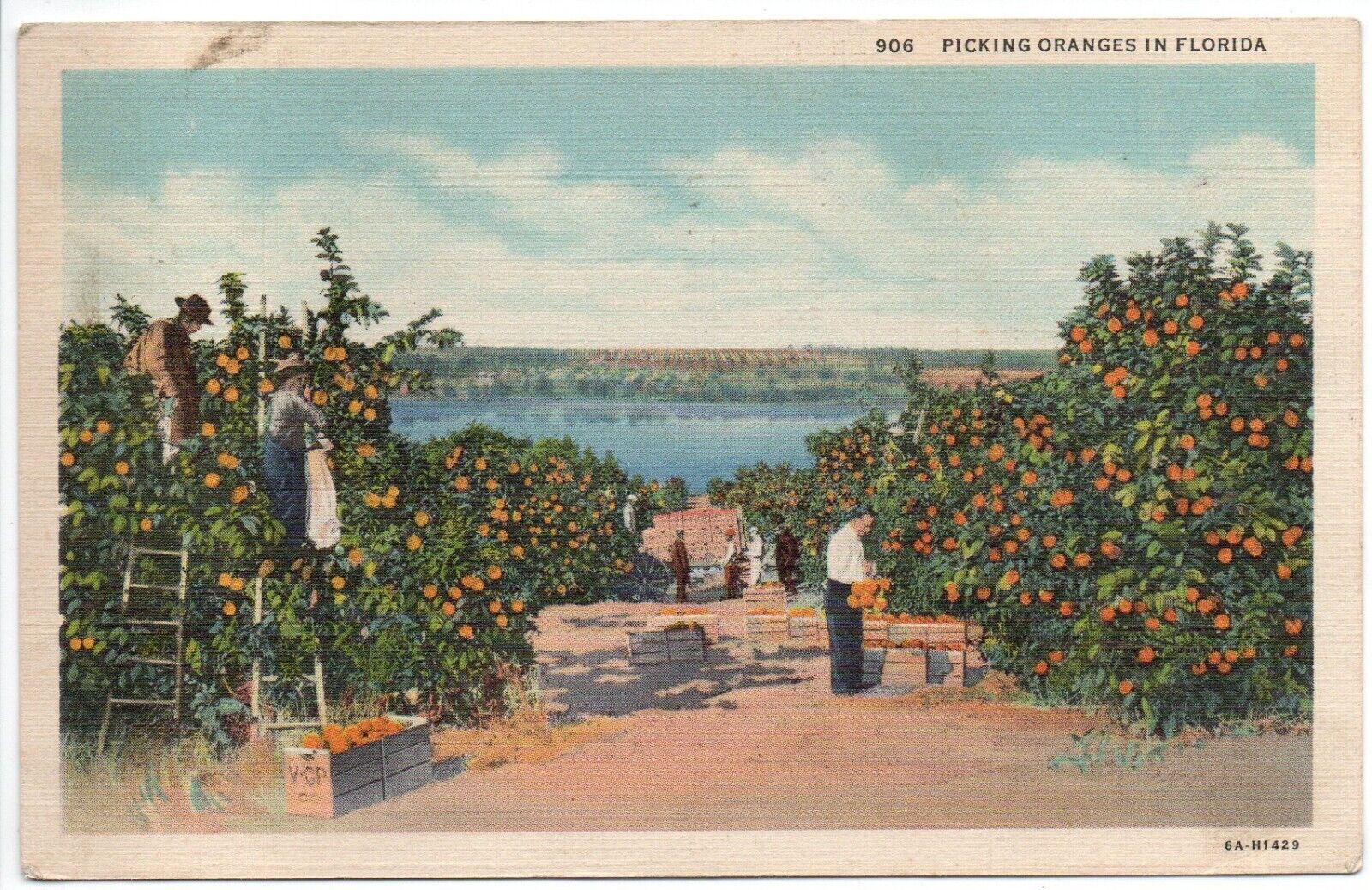 Vintage Linen Postcard Picking Oranges in Florida FL ca 1930-1938 Posted
