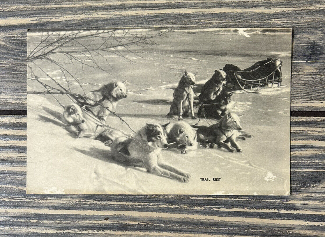Vintage Trail Rest Dogs In Snow Postcard