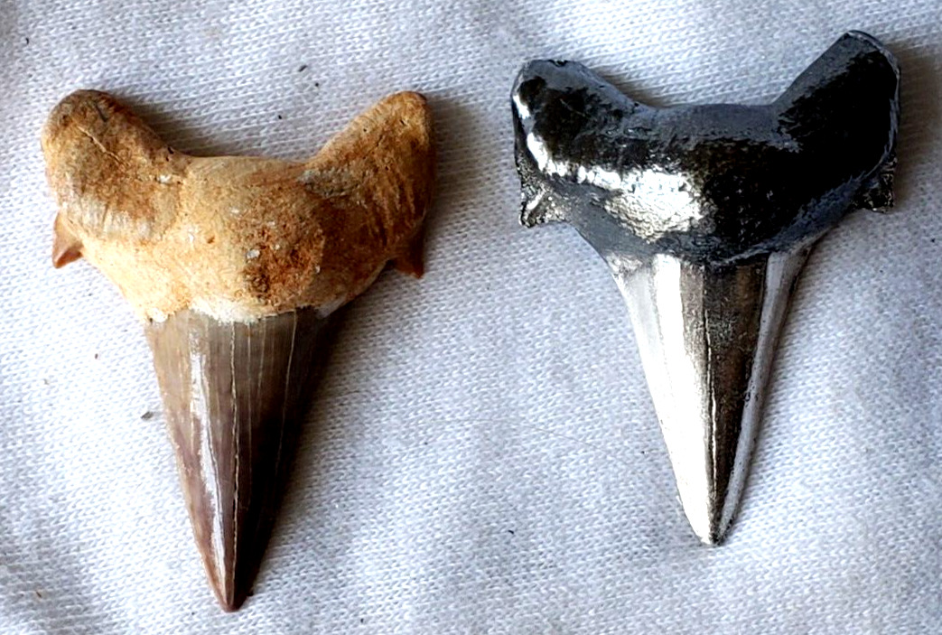 Shark Tooth 31+ Grams .999 Fine Silver Antique Polish & Real Shark Tooth Set COA