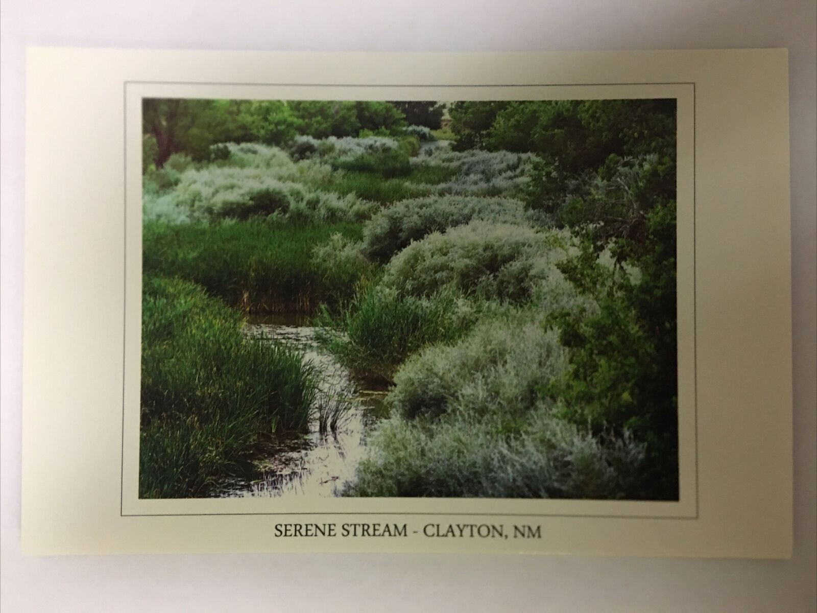 Serene Stream Clayton New Mexico Vintage Postcard
