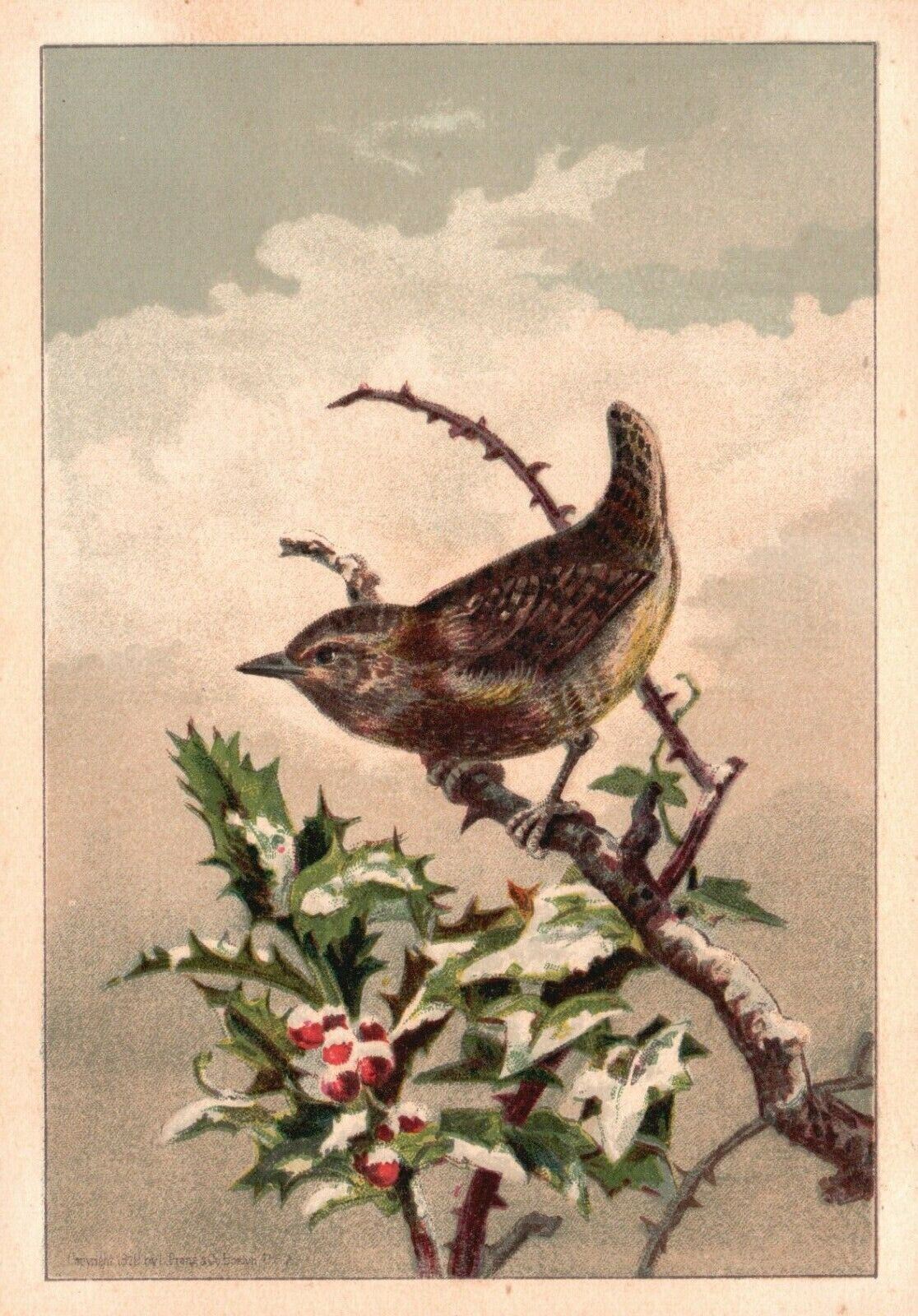 1880s-90s Bird on a Holly Tree Branch in Winter Trade Card