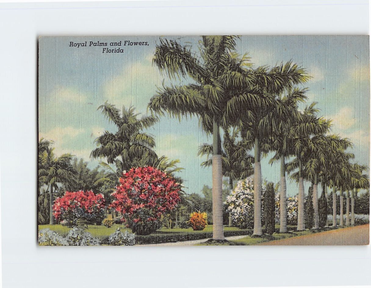 Postcard Royal Palms and Flowers Florida USA