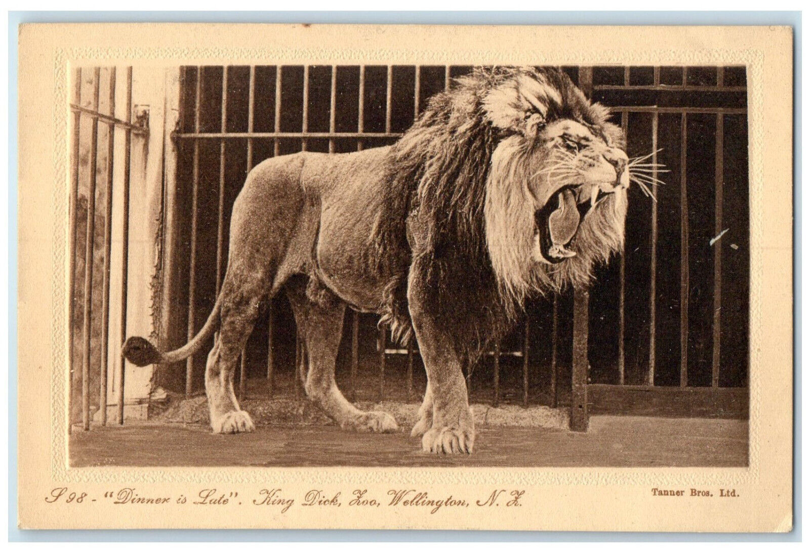 c1940\'s Lion Growl Dinner is Late King Dick Loo Wellington New Zealand Postcard