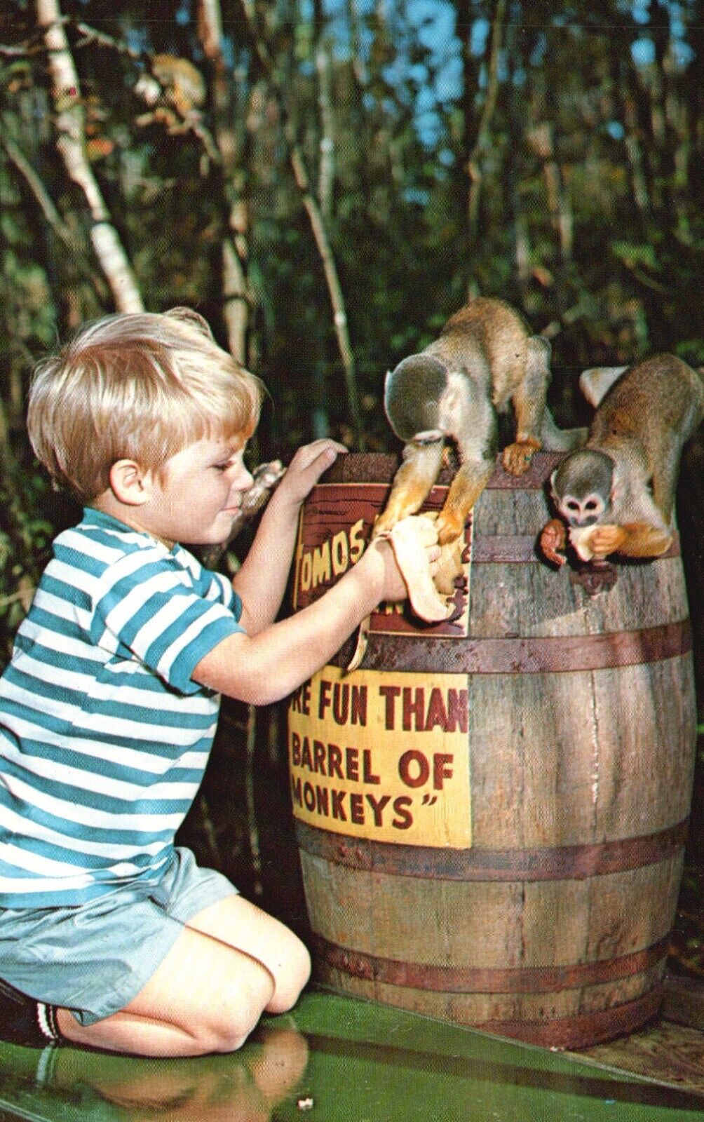 Postcard FL Homosassa Springs Barrel of Monkeys & Boy Chrome Vintage PC H2312
