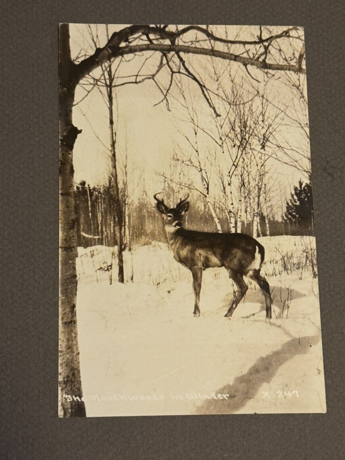 Whitetail Deer in the northwoods in Winter Wisconsin c1920 Postcard
