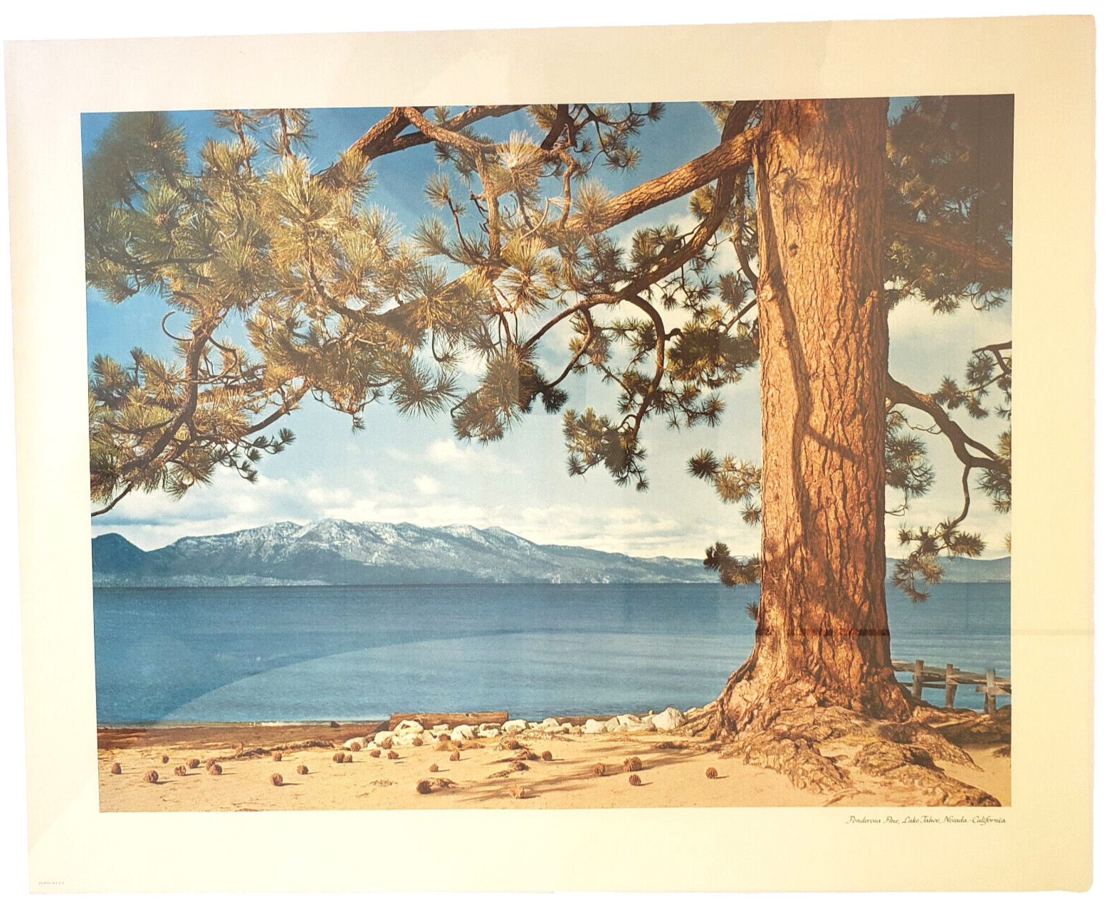 Vintage - Ponderosa Pine, Lake Tahoe - Nevada/CA (20 1/2\