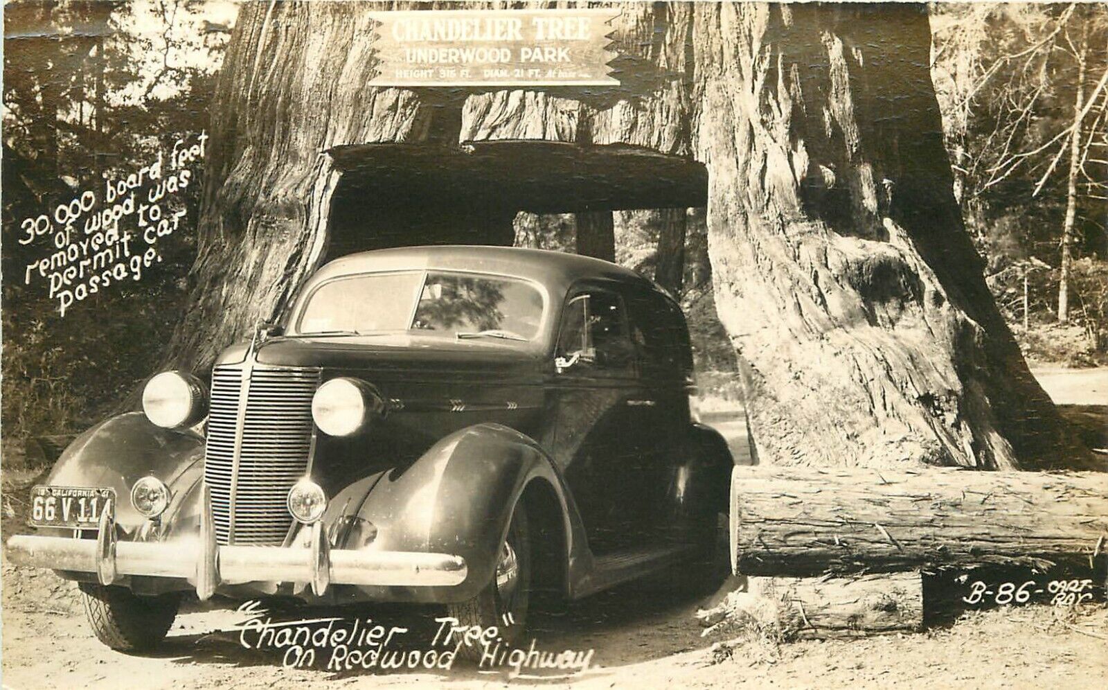 C-1920s California Chandelier Tree Redwood Hwy drive Thru RPPC Postcard 22-11219