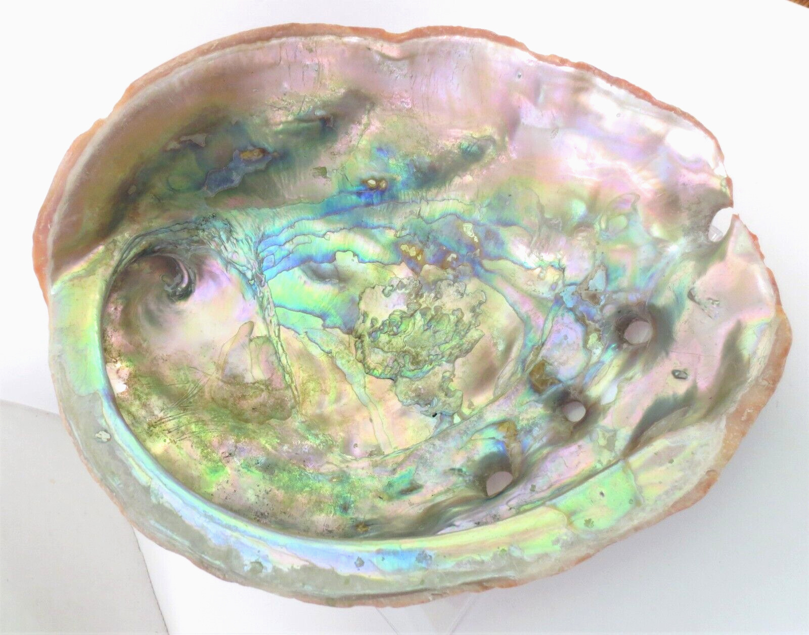 Abalone Shell Large Red Iridescent 7.75\