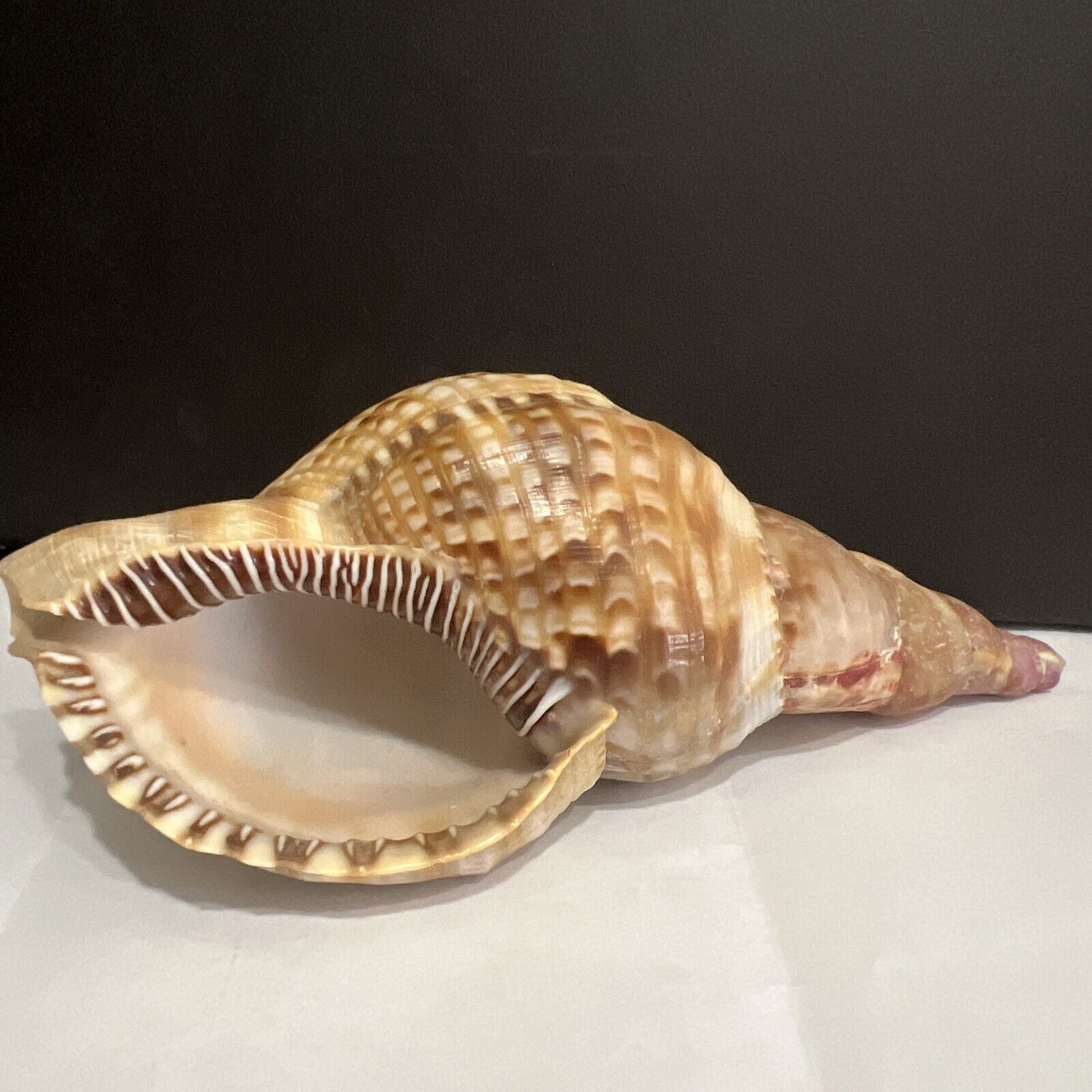 Triton Conch Seashell Trumpeted Shell, Beautiful Markings 7” Chip On End