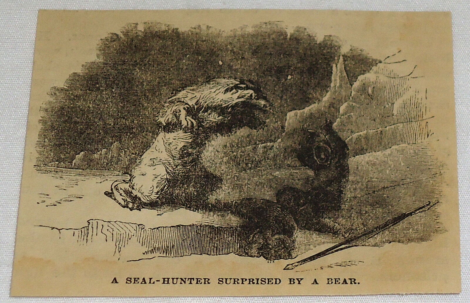 small 1881 magazine engraving ~ BEAR SURPRISES SEAL HUNTER