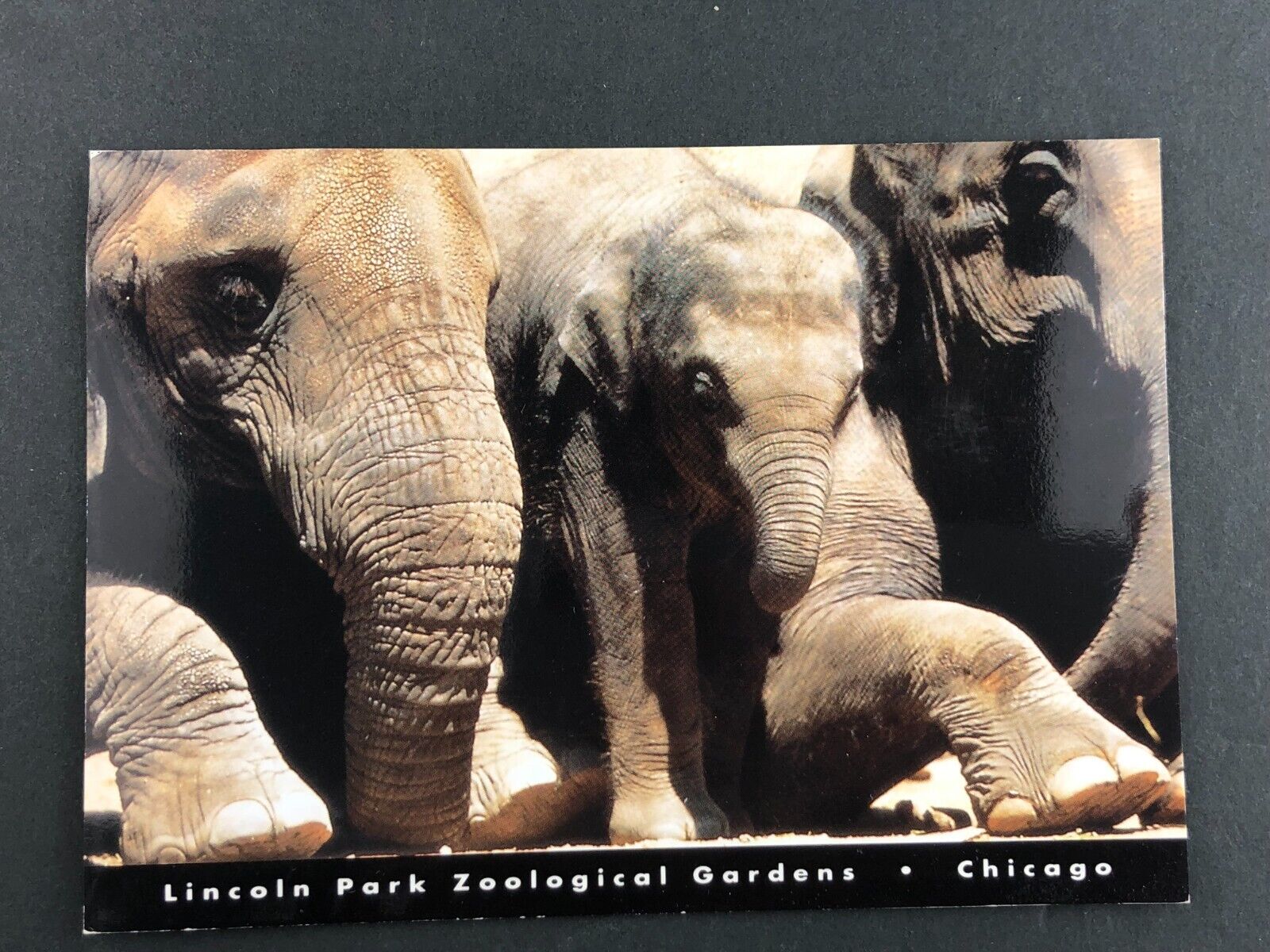 Postcard - Elephants - Lincoln Park Zoo - Good Condition