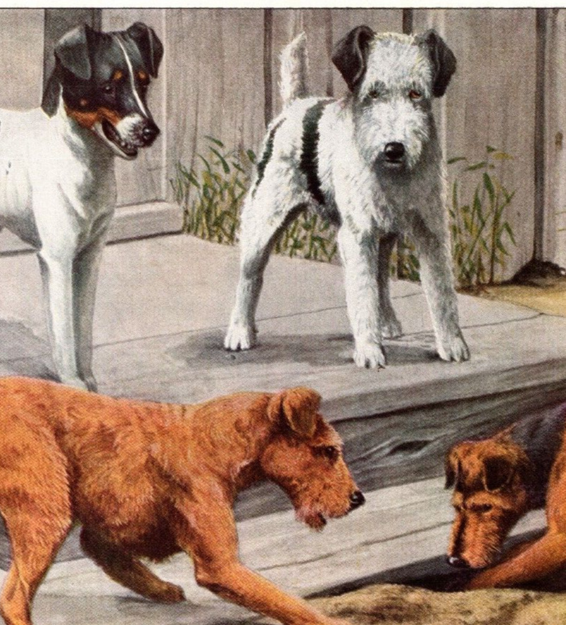 4 Terriers Original Book Plate Art National Geographic c. 1940\'s Louis Agassiz