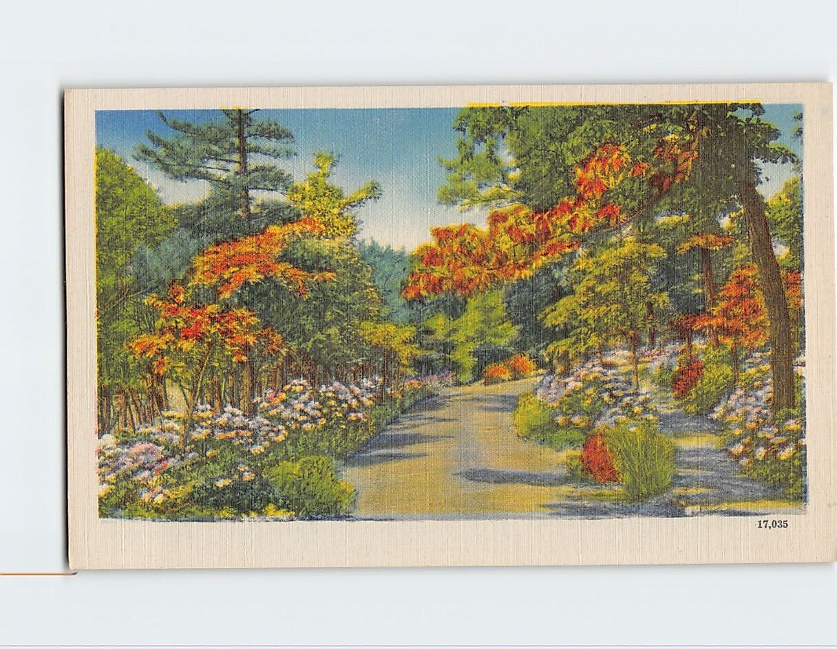 Postcard Road Trees Flowers Nature Scenery