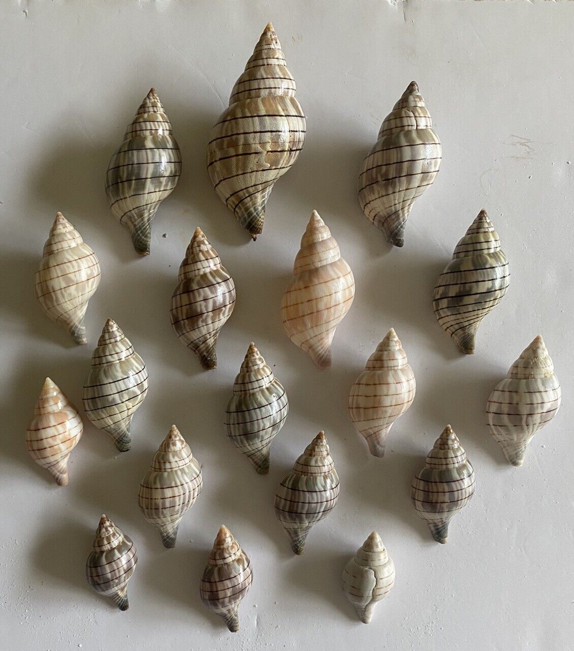 18 Beautiful Banded Tulip Shells From SW Florida
