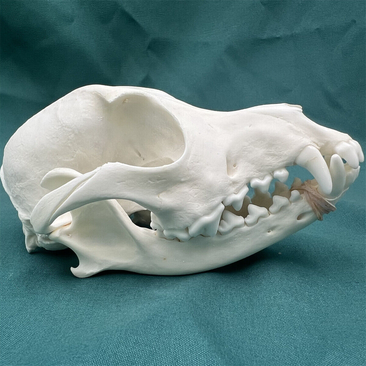 1pcs resin dog skull, animal skull, teaching model, home decor