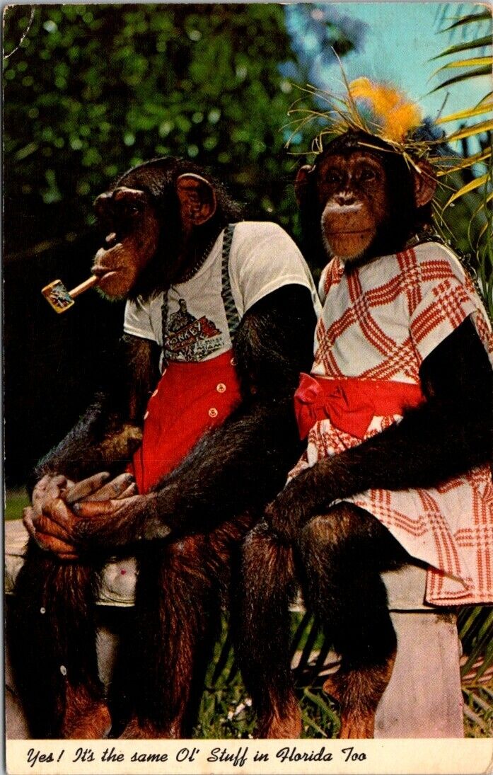 FL Dressed Chimp Chimpanzee Pipe Humor Florida Couple c1960s postcard AQ3