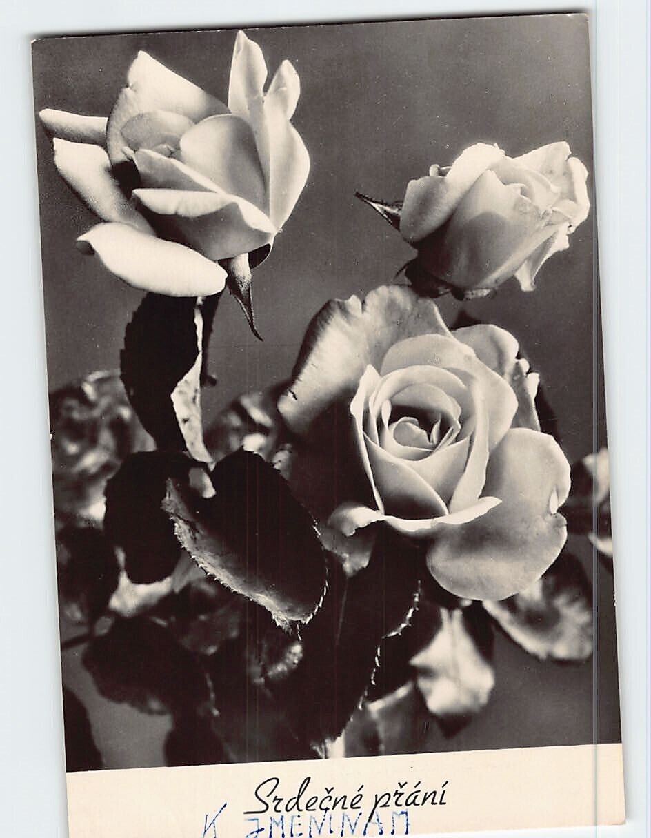 Postcard Beautiful Rose Flowers