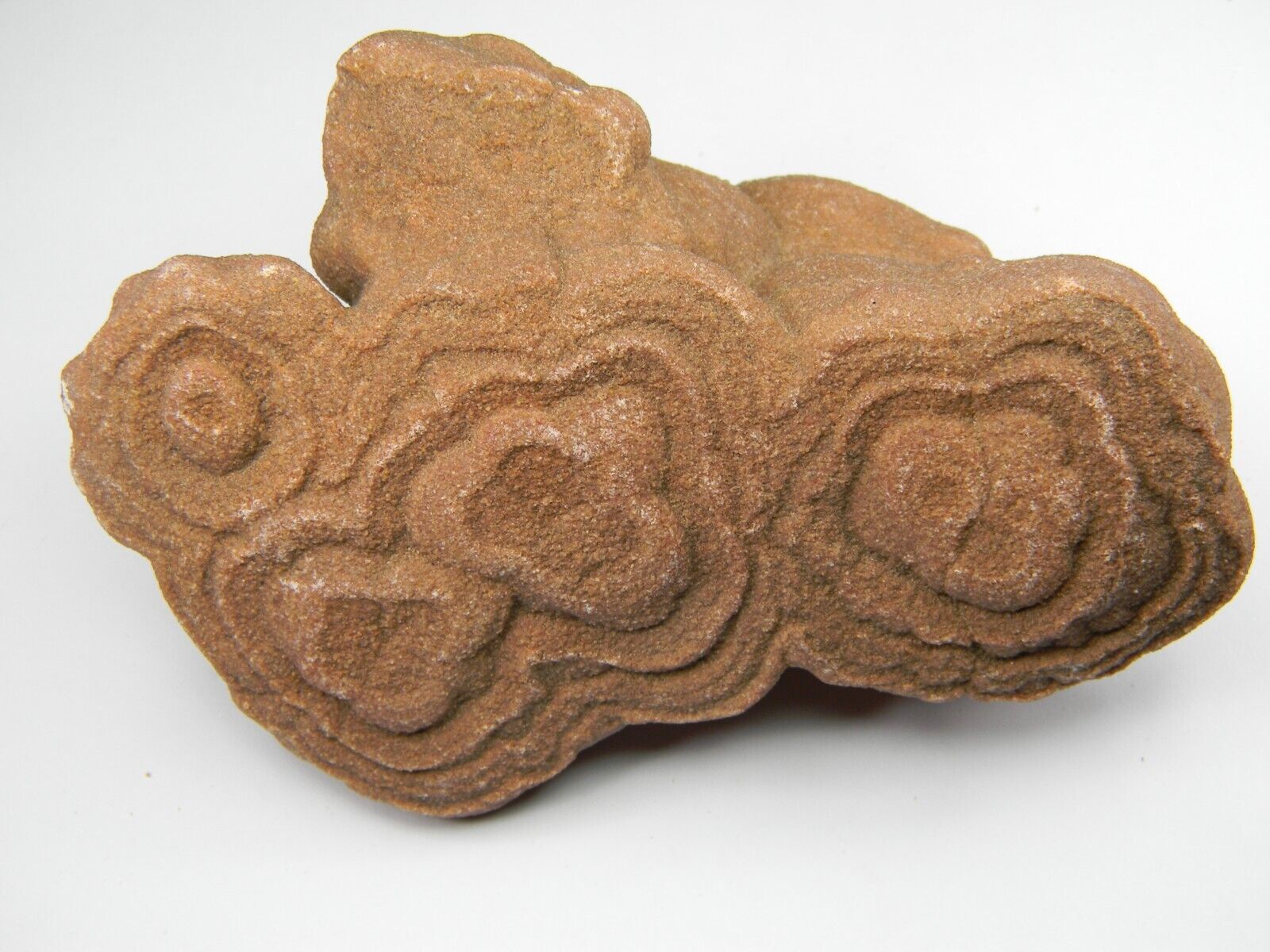 Stromatolite Fossil Morocco X-Large 422.84 grams