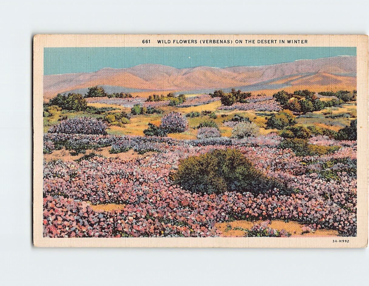 Postcard Wild Flowers (Verbenas) on the Desert in Winter