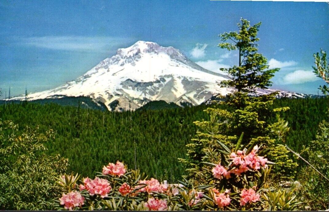 Postcard - Mt. Hood and Rhododendrons, Oregon   2710