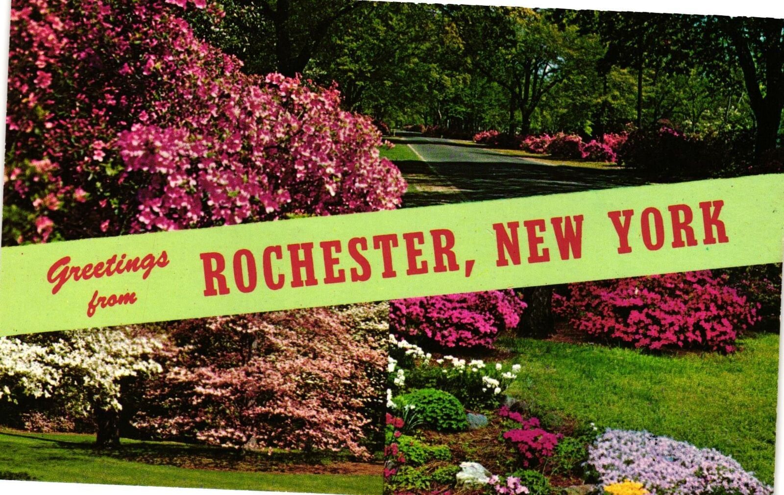 Vintage Postcard- ROCHESTER, N.Y. 1960s