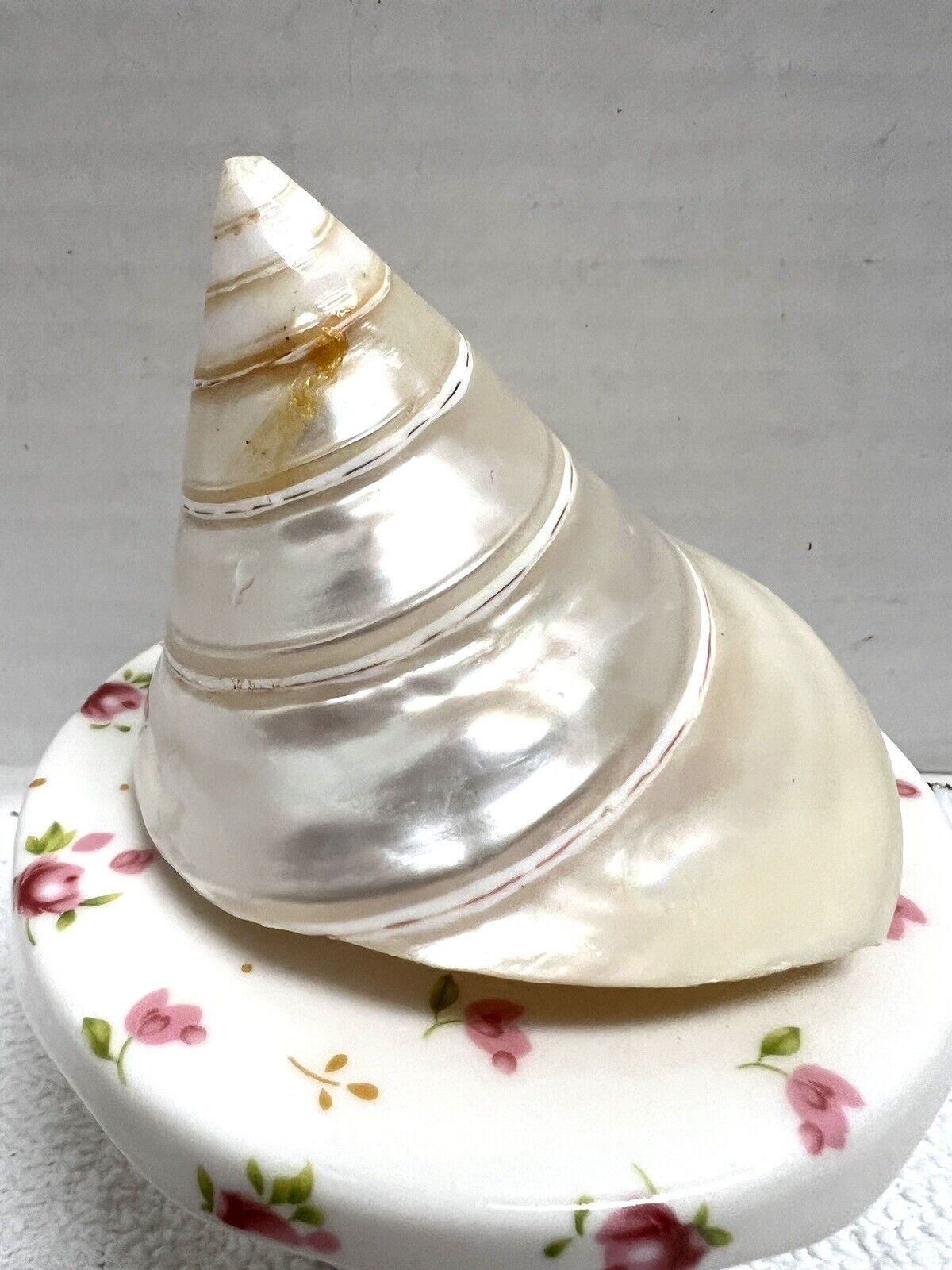 Real Seashell Trochus Conus Cone She’ll Top White Opalescent Pearl 3” Size Nice