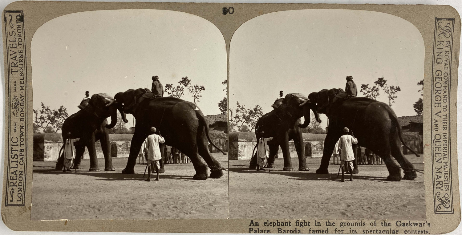India, Baroda, Gaekwar's Palace, Elephant Fight, Vintage Stereo Print, Approx.1