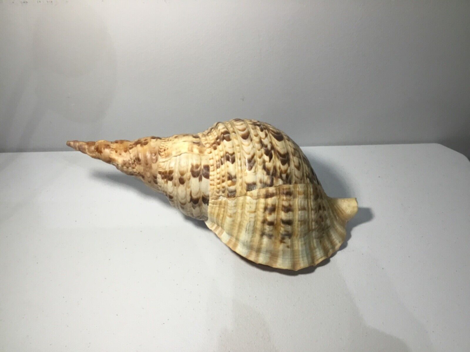 Vintage Conch Shell 12\