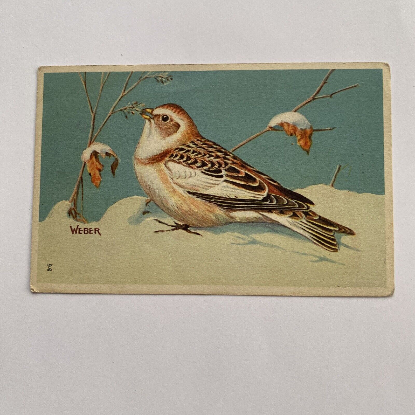 Eastern Snow Bunting Bird Postcard UNP VTG c1954 Wildbird Series 502-12