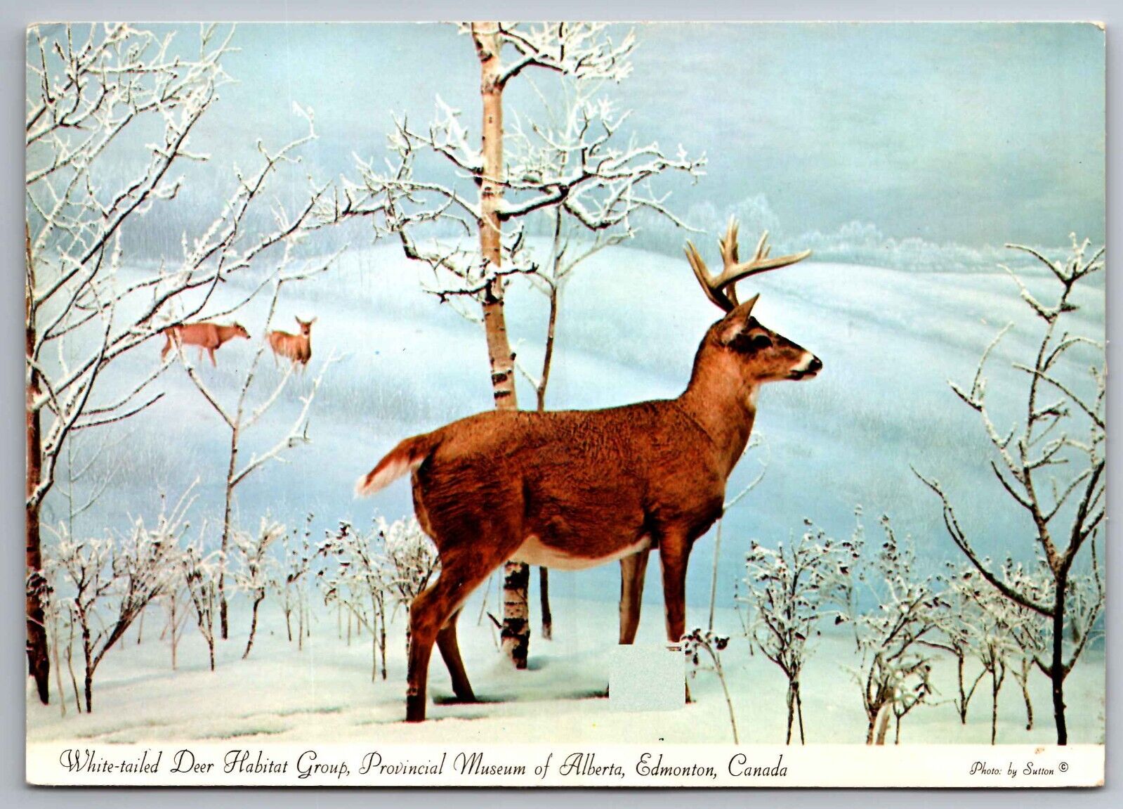 Postcard White-Tailed Deer Habitat Group Provincial Museum Alberta Canada   G 1