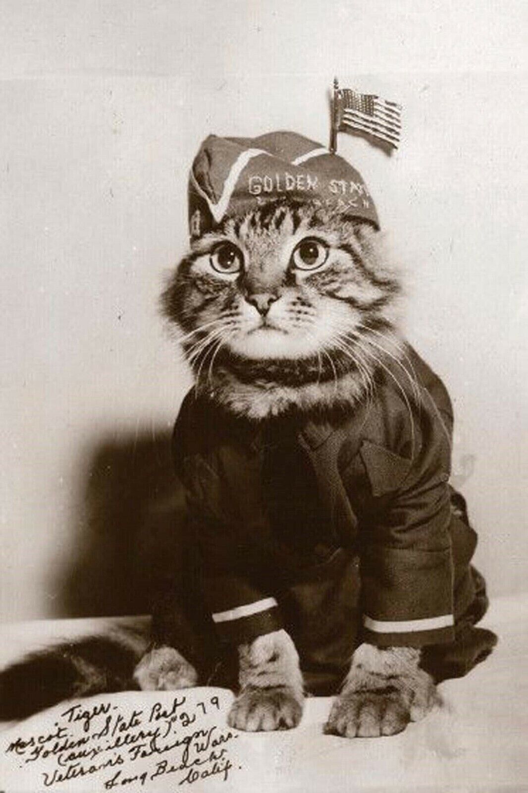 Antique WW2 Cat Photo 3126 Oddleys Strange & Bizarre