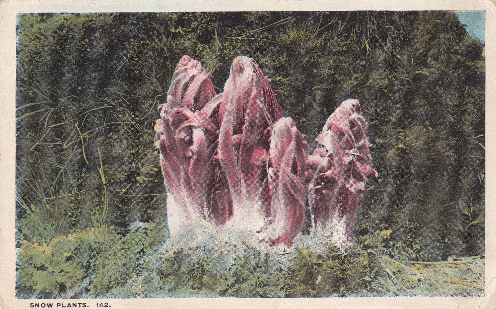 Snow Plants 1923 Postcard D53