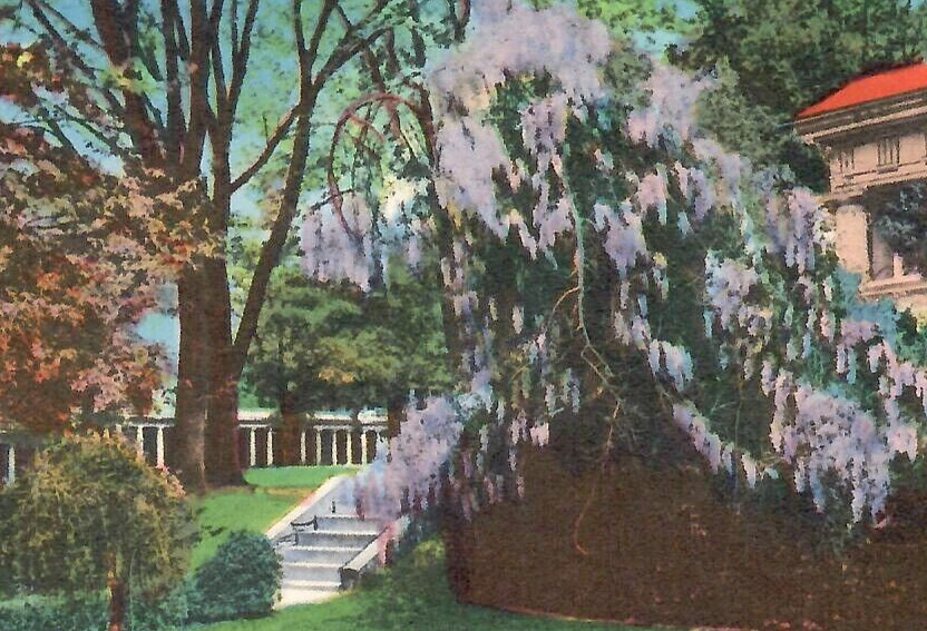 Vintage Postcard Wistaria In Bloom on the Grounds of University of Virginia VA