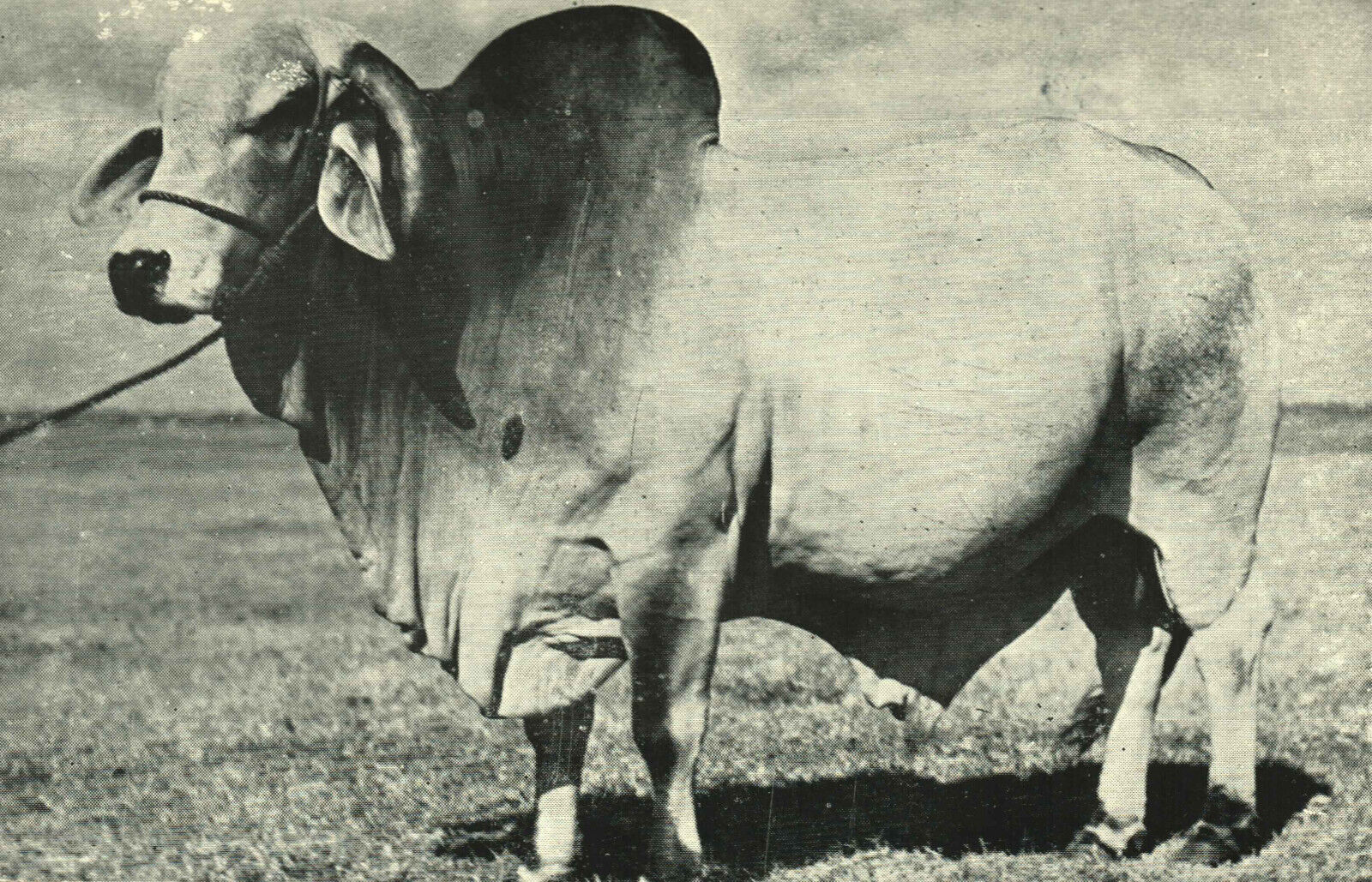 Postcard Animals Emperor Brahman Bull Florida FL Grand Champion Heart-Bar Ranch