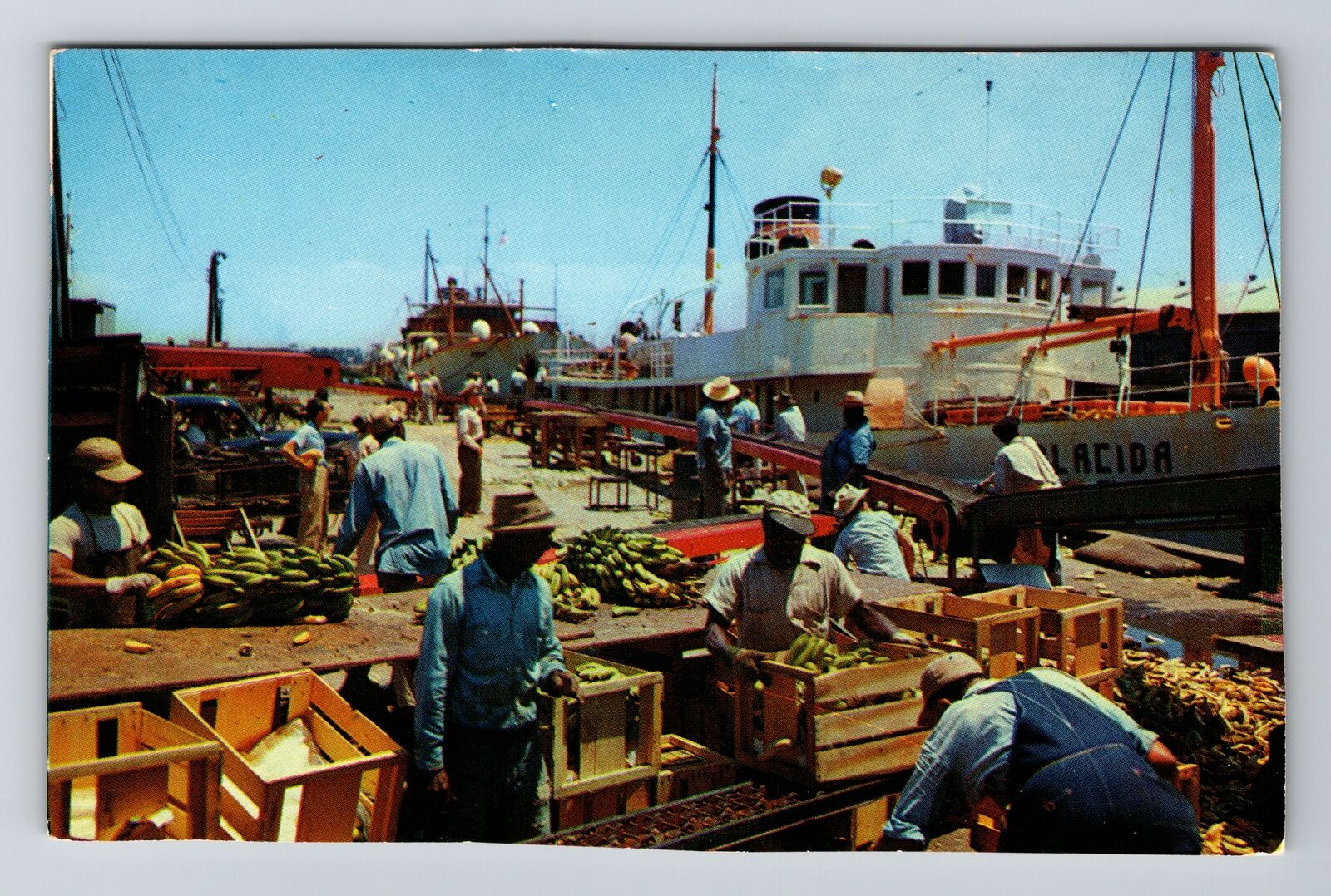 Tampa FL-Florida, Famous Banana Market, Vintage Postcard