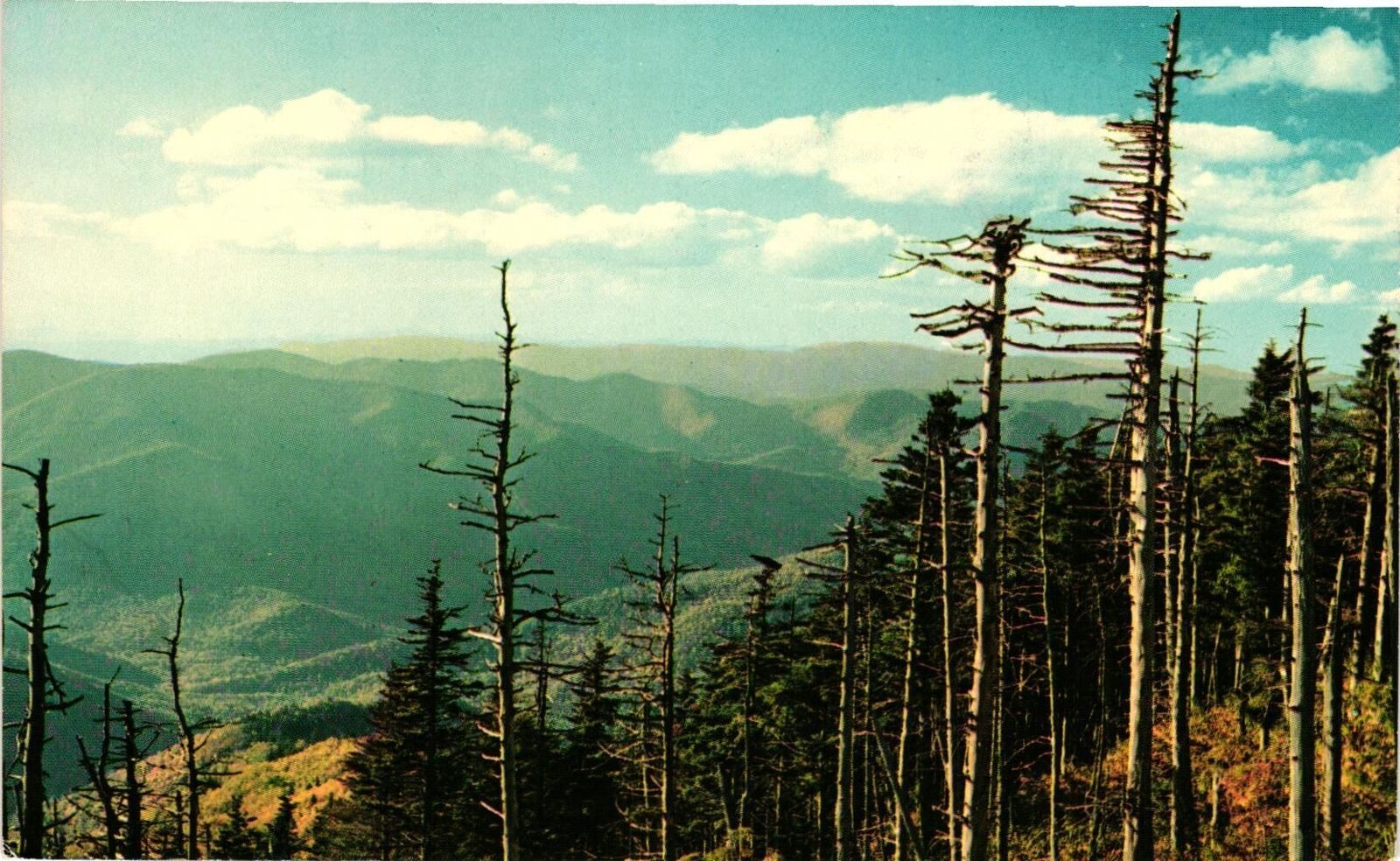 Vintage Postcard- MOUNT MITCHELL, NORTH CAROLINA STATE PARK, N.C. 1960s