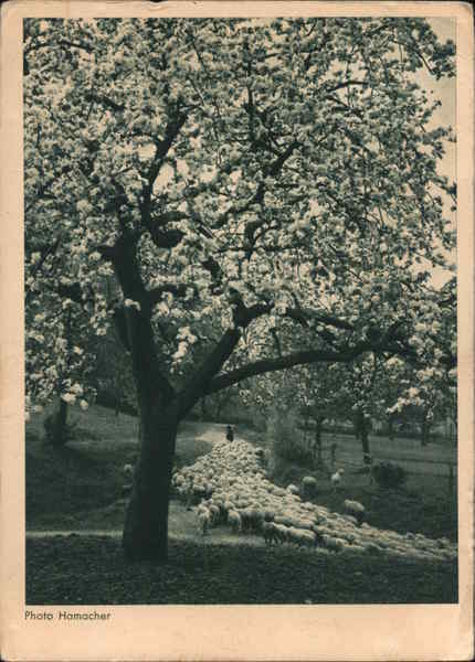 Trees 1942 A tree in full bloom WWII Nazi Horn Postcard 6 stamp Vintage