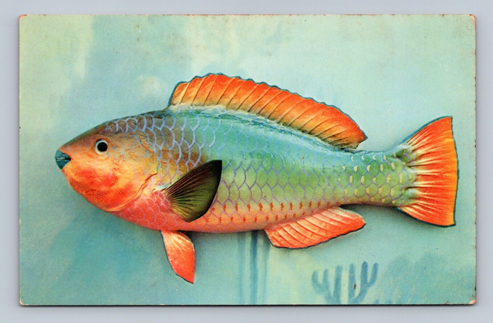 Rainbow Parrot Fish Found in Coral Reefs Florida Chrome Postcard Al Pflueger