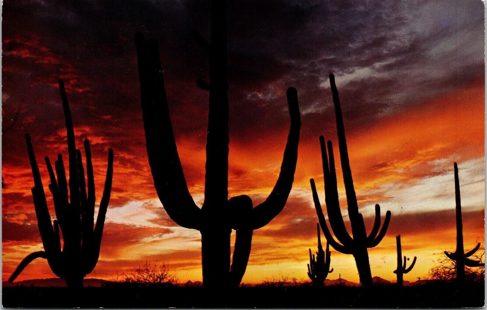 Giant Saguaros Silhouetted Red Sky Arizona Sunset Postcard UNP VTG Petley Unused