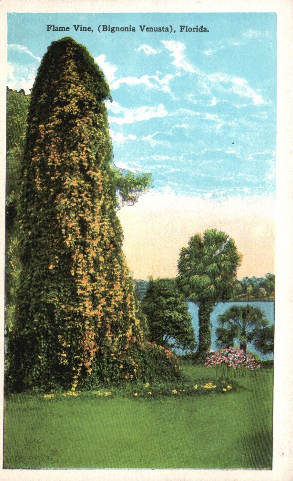 Postcard FL Flame Vine (Bignonia Venusta) Florida White Border Vintage PC f119