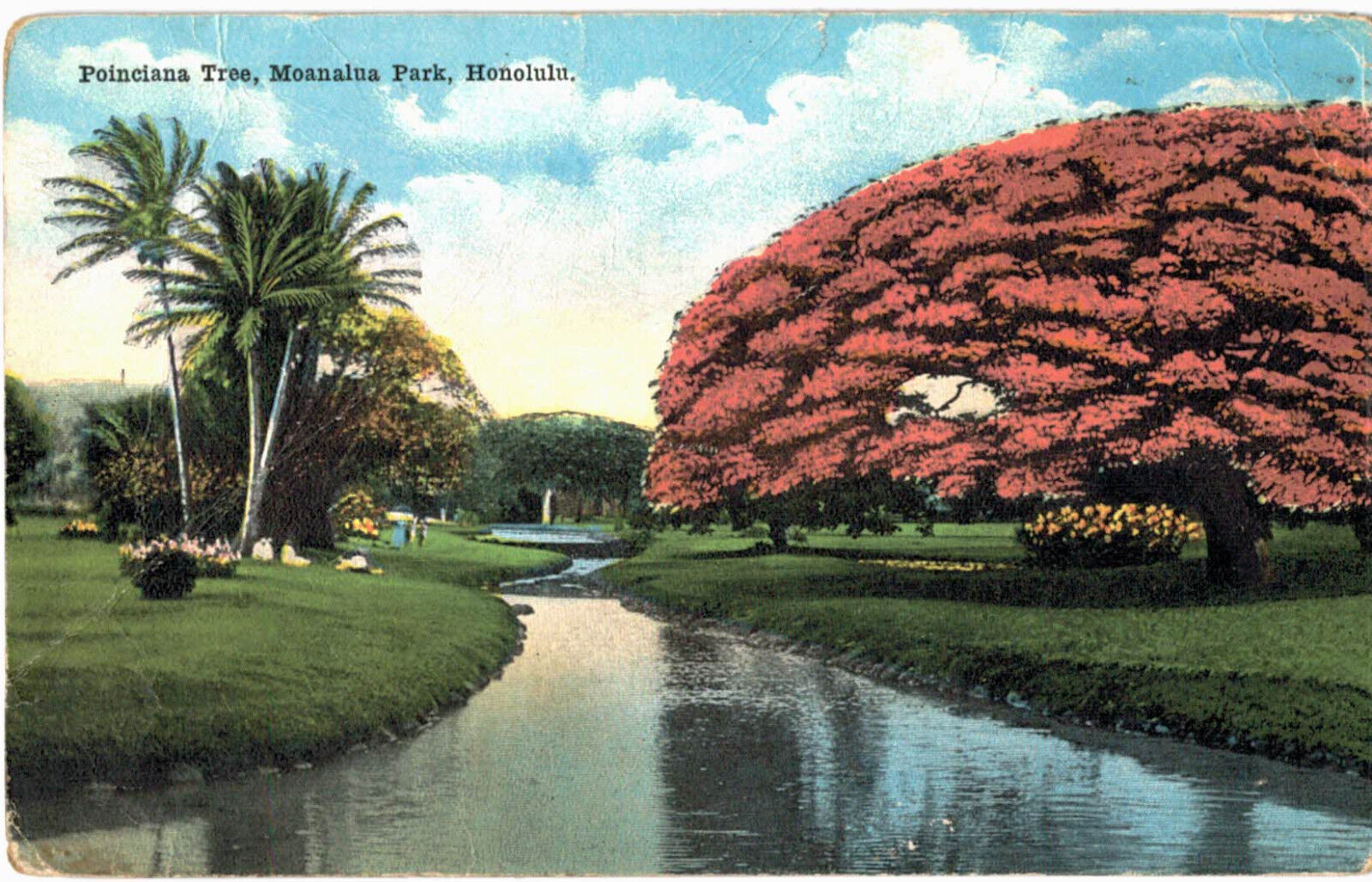 Poinciana Tree, Moanalua Park Honolulu Hawaii - c1910s Island Curio Co. Postcard