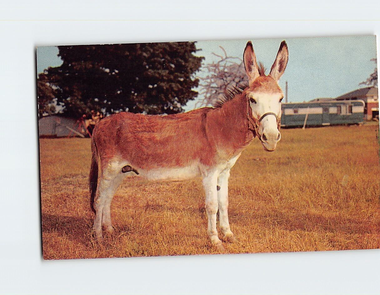 Postcard Our Country Cousin Donkey