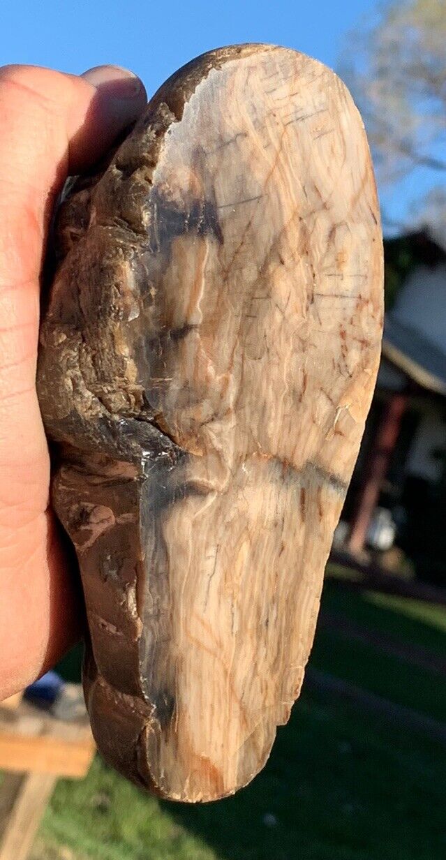 ☘️RR⚒: Polished Petrified Wood Burl, Eden Valley Wyoming, 1.75 Lb