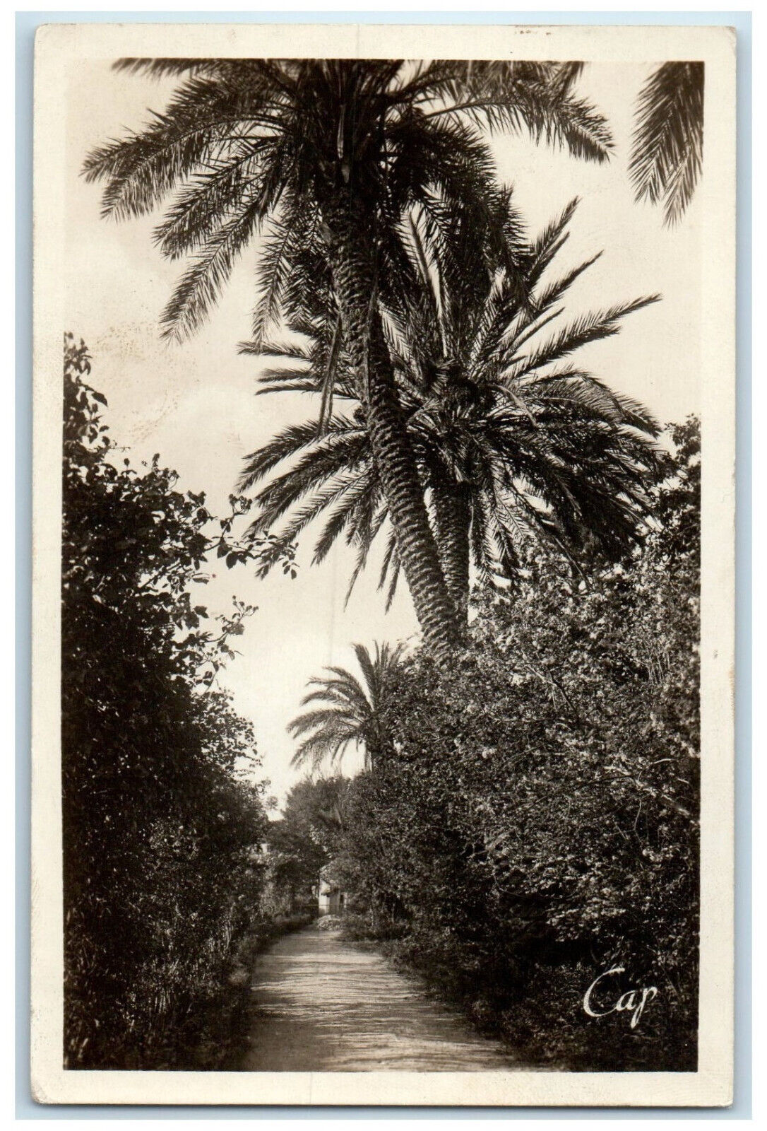 c1930\'s Bizot Garden Alley Of Roses Algeria Unposted RPPC Photo Postcard