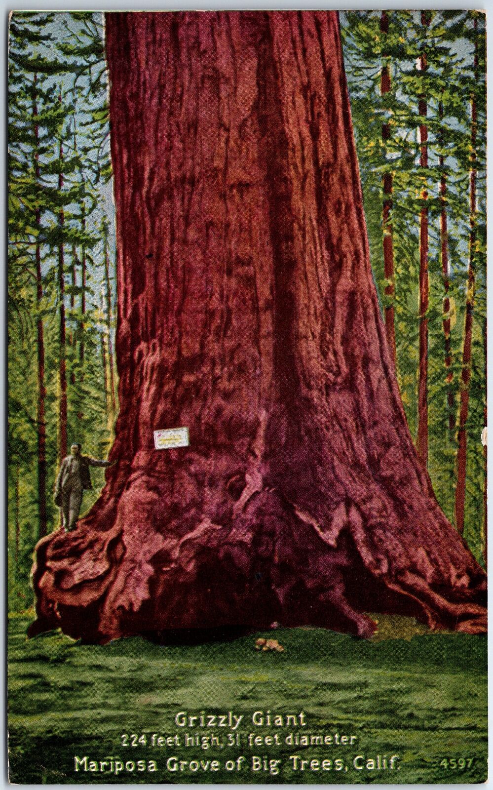 VINTAGE POSTCARD GRIZZLY GIANT AT MARIPOSA CALIFORNIA GROVE OF BIG TREES c. 1910